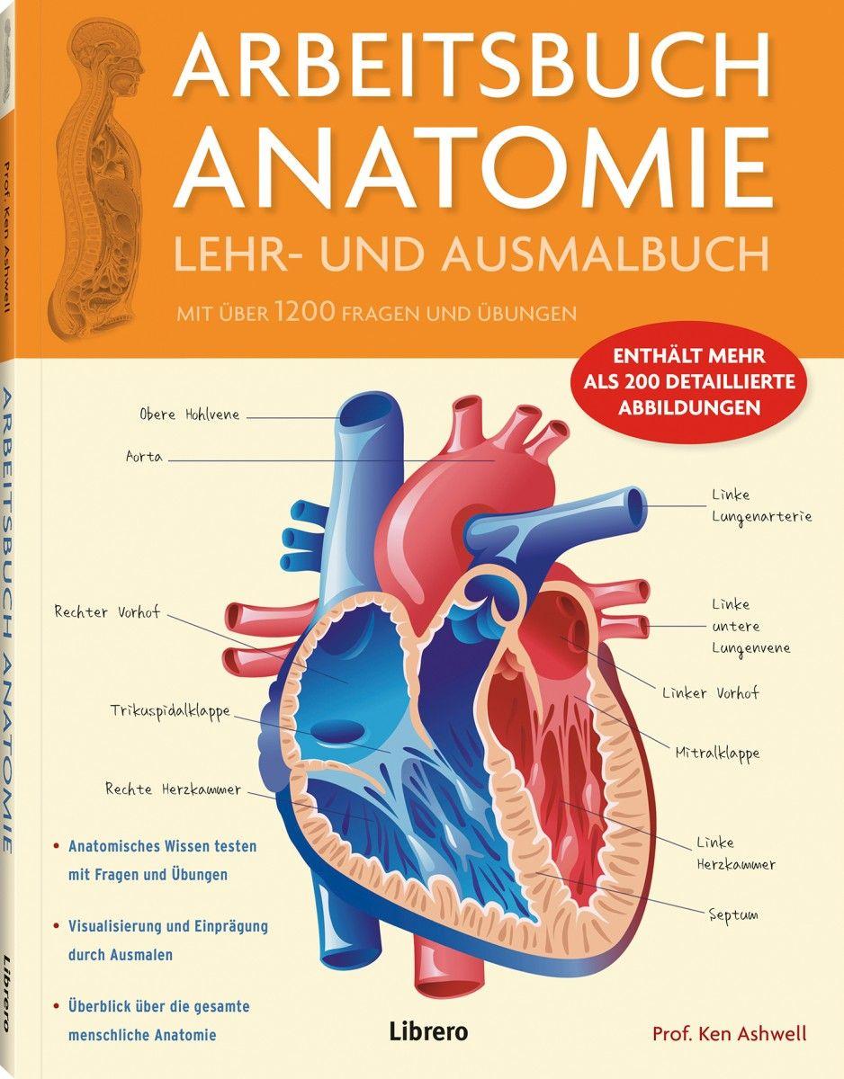 37 Anatomie Zum Ausmalen Besten Bilder von ausmalbilder